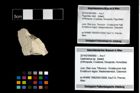 Foto (Objekt + Etikett) von Gastrodorus sp.  (NHMW-GEO-2014-0194-0950)